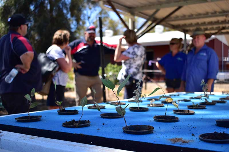 RFDS Grow